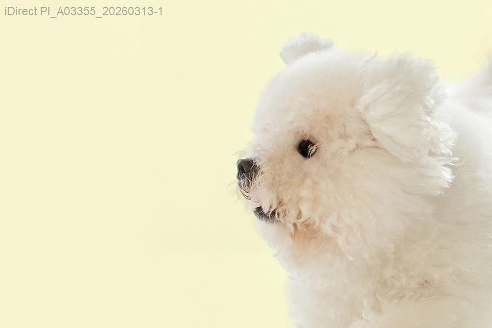 誰說狗狗天生怕水？這5招讓牠們愛上洗澡時光示意圖